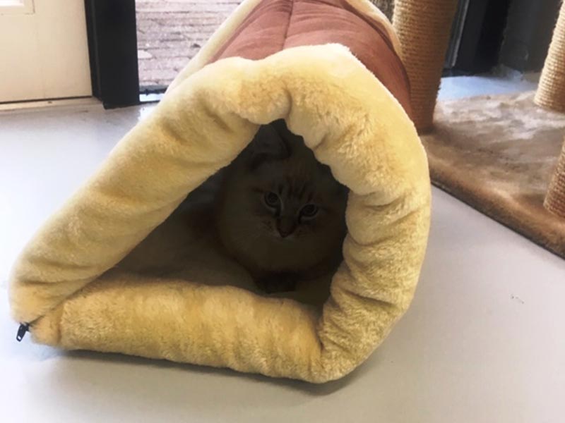 Kat in een tunnel