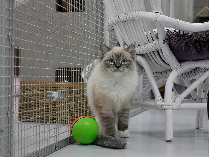 Kat met een bal